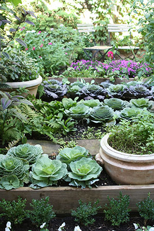 A dense garden filled with raised beds of lettuce and pots of herbs