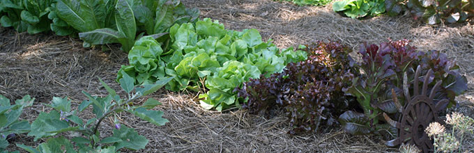 Row of lettuce in garden