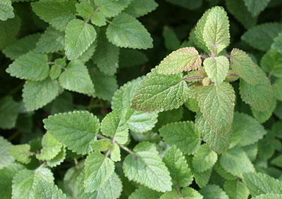 Mint leaves close up