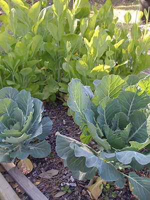 Mustard and collard greens in garden
