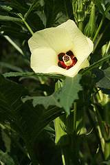 Yellow okra flower with crimson center