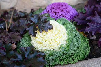 An ornamental kale with frilly green lower leaves and creamy white upper leaves in a frilly rosette; there is also on bright purple kale head in the background