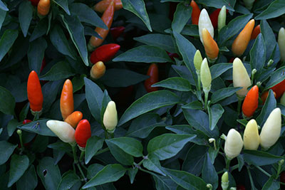 Red and yellow ornamental peppers