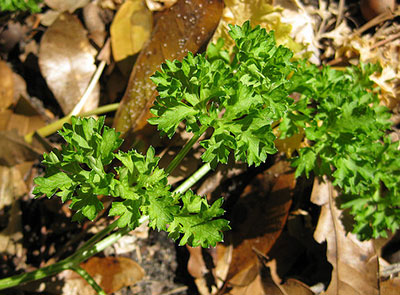 Parsley leaves close up