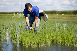 Man standing in grassy rice paddy with water up to his knees