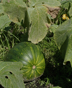 Green pumpkin still growing on the plant
