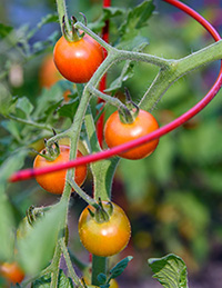 Small red round cherry tomatoes growing and visibly supported by a round cage