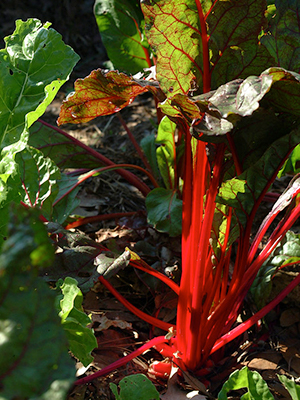 Red stemmed Swiss chard in a very sunny bed