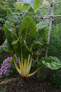 Swiss chard grows upright with large green leaves on celery type stalks that come in an array of colors, this plant has pale creamy greenish white