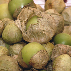 A pile of green tomatillos, some completely encased in their papery husks, others have started to shed their husks.