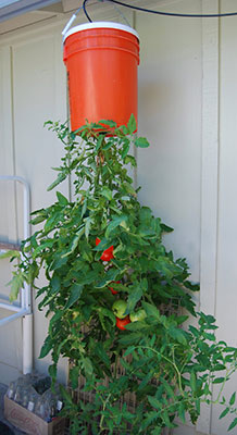 How do you grow vegetables in pots?