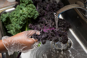 A gloved hand washing purple leafy kale under a kitchen faucet