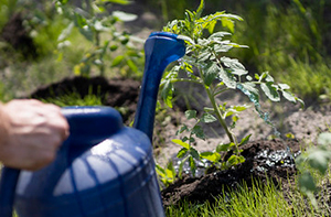 Tomato plant being hand watered with blue plastic watering can