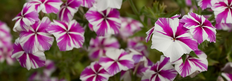Purple and white simple-petaled flowers
