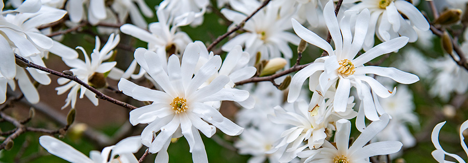 Branch covered in white star magnolia flowers of a tree in Arlington National Cemetery