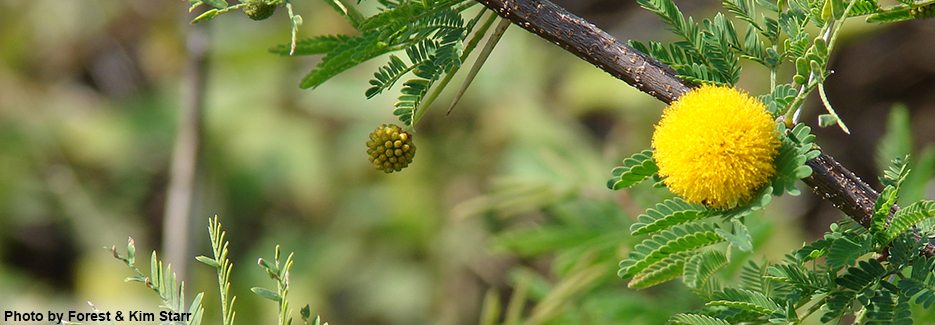 Sweet acacia tree has small puffball yellow flowers and thorns