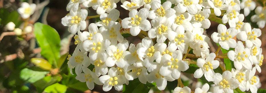 Very close view of a cluster of tiny white flowers on a Walter's viburnum tree