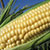 A cob of corn