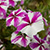 Phlox flower that's white and purple