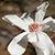 White star magnolia flower