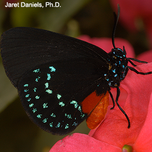 A deep black butterfly with brilliant blue spots on its wings and body and an orange abdomen