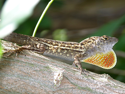 Male Cuban brown anole with dewlap shown