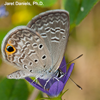 A rather plain brown butterfly with an orange and black spot on its wings