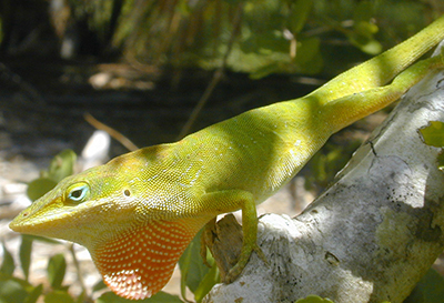 Native green anole, male with dewlap showing