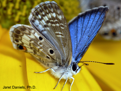 Butterfly with ordinary brown wings on the outter view, but brilliantly blue on the inside, and a white fuzzy body