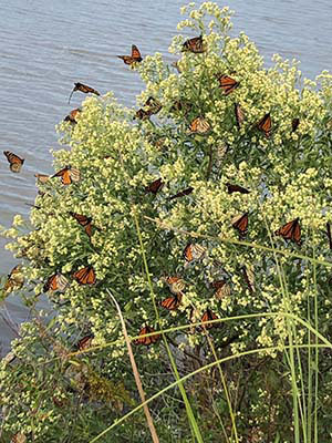 Dozens of orange and black butterflies on a shrub covered in small cream-colored flowers
