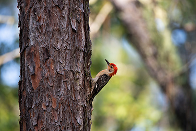 A woodpecker clinging to the side of a pine tree