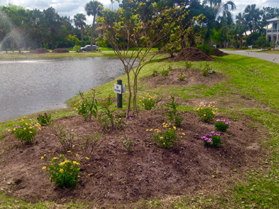 A freshly laid flower bed including a small tree alongisde a pond with a fountain.