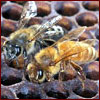 African honey bees