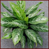 leafy green indoor plant, aglaonema