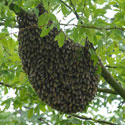 A swarm of African honey bees on a tree