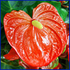 The bright red, shiny, heart-shaped bract of an anthurium, with a long yellow stamen