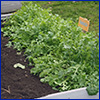 Arugula plants growing in a raised bed
