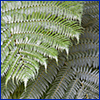 Close view of large fern fans
