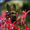 Bee on magenta pentas flower