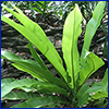 Birds nest fern with long strappy green leaves