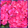 A mass of hot pink bougainvillea flowers, which are technically bracts