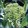A floret of green broccoli