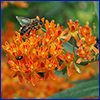 Orange cluster of flowers with a bee