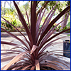 The maroon strappy leaves of a red star dracaena