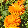 Two bright orange flowers with many daisy like petals