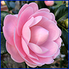 A pale pink camellia blossom