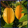 Carambola hanging in tree, photo by Ian Maguire, UF/IFAS - all rights reserved