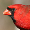 A bright red bird