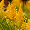 Golden yellow spikes of celosia blooms