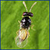 Top view of a tiny wasp with clear wings